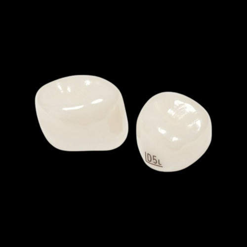 1구치부(1st Molar) 낱개